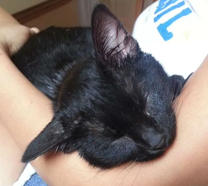 Gato ra a SRD idade 2 a 6 meses nome Bebê