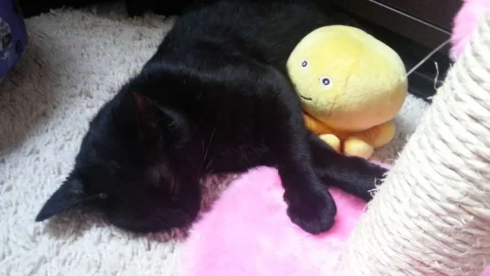 Gato ra a SRD idade 2 a 6 meses nome Bebê