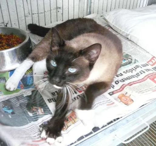 Gato ra a SRD idade 1 ano nome Anne