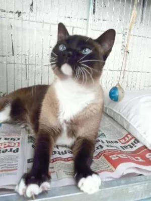 Gato raça SRD idade 1 ano nome Anne