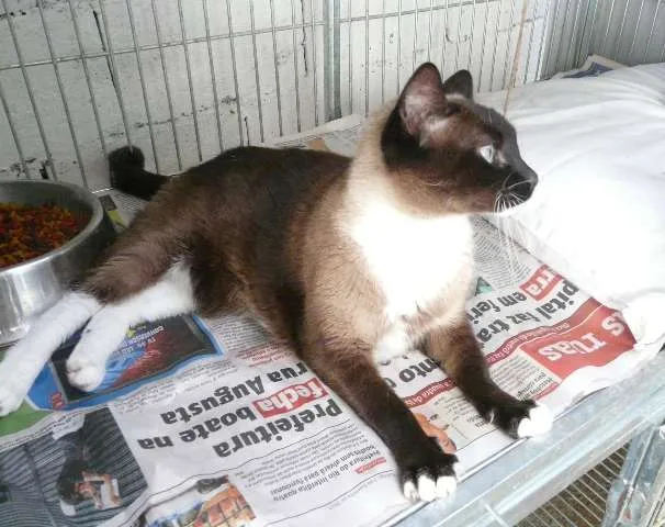 Gato ra a SRD idade 1 ano nome Anne