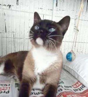 Gato raça SRD idade 1 ano nome Anne