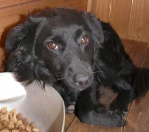 Cachorro raça Srd idade 1 ano nome Dhara