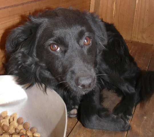 Cachorro ra a Srd idade 1 ano nome Dhara