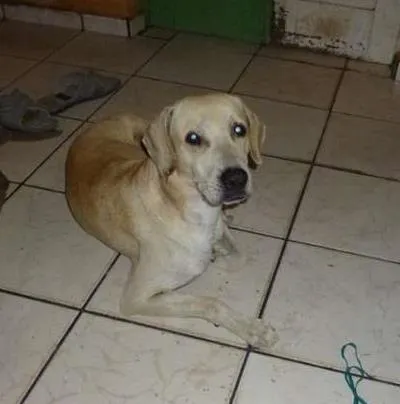 Cachorro ra a SRD idade 3 anos nome amarelinho