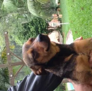 Cachorro raça SRD idade 1 ano nome Maria