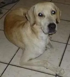 Cachorro raça SRD idade 3 anos nome amarelinho