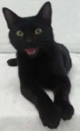 Bebê