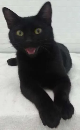 Gato ra a SRD idade 2 a 6 meses nome Bebê