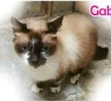 Gato raça  idade 3 anos nome Gabriela e Jessica