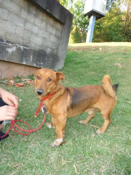 Cachorro ra a SRD idade 2 anos nome Amendoim