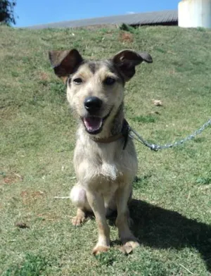 Cachorro raça SRD idade 1 ano nome Shitake