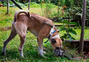 Cachorro raça SRD idade 2 anos nome Bioo
