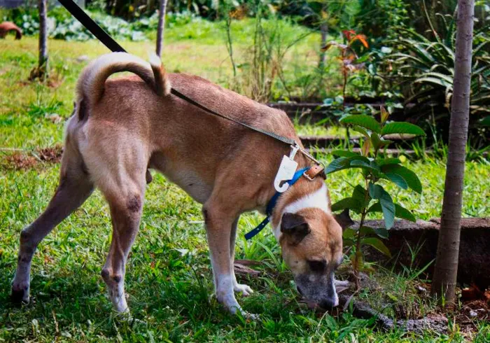 Cachorro ra a SRD idade 2 anos nome Bioo