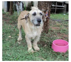 Cachorro raça SRD idade 5 anos nome Nadine