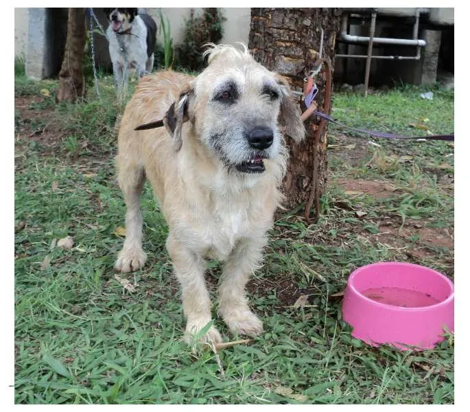 Cachorro ra a SRD idade 5 anos nome Nadine