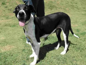 Cachorro raça SRD idade 1 ano nome Beverly