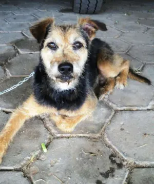 Cachorro raça SRD idade 1 ano nome Ravioli