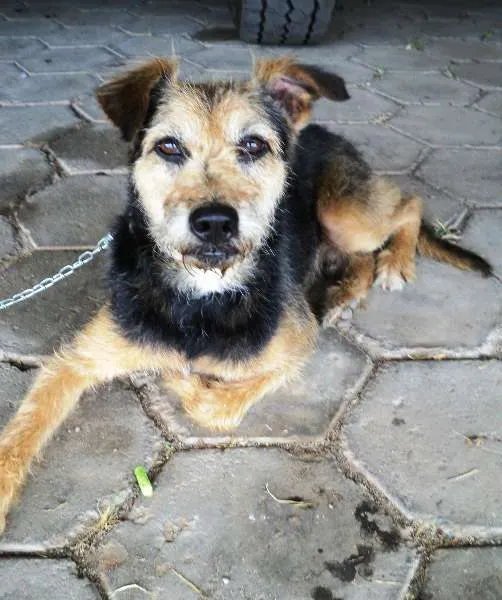 Cachorro ra a SRD idade 1 ano nome Ravioli