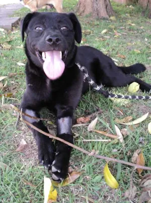Cachorro raça SRD idade 1 ano nome Malzbier