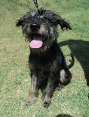 Cachorro raça SRD idade 2 anos nome Floriza