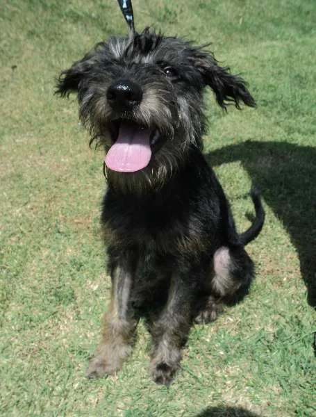 Cachorro ra a SRD idade 2 anos nome Floriza