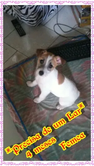 Cachorro raça SRD idade 2 a 6 meses nome Ayla