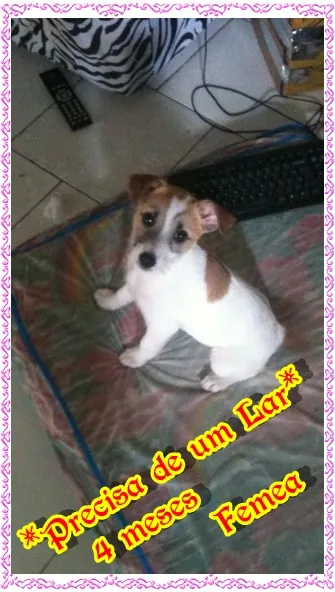Cachorro ra a SRD idade 2 a 6 meses nome Ayla