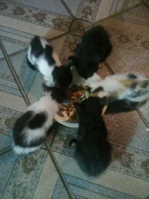Gato raça  idade 2 a 6 meses nome Gatinhos