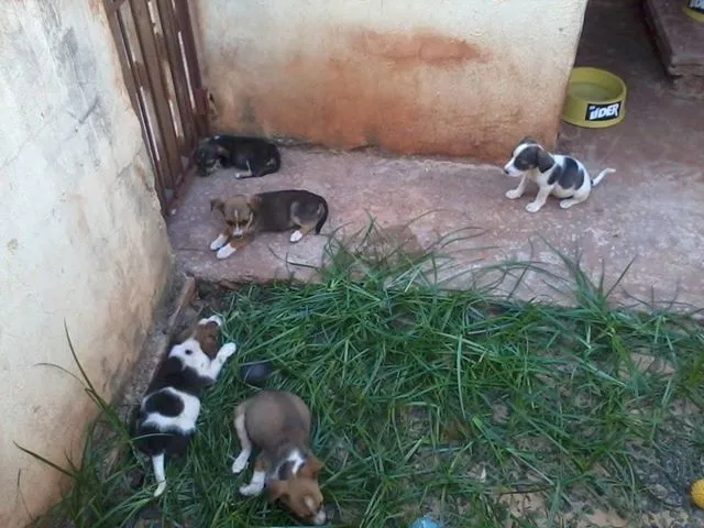 Cachorro ra a misturado idade Abaixo de 2 meses nome vcescolhe