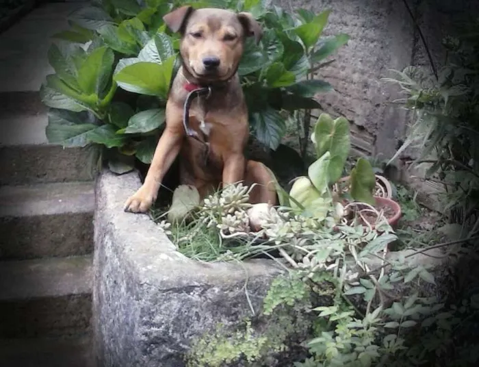 Cachorro raça Vira Lata idade 2 a 6 meses nome Lisa