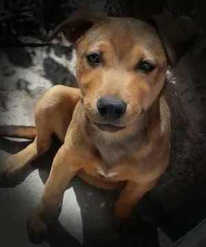 Cachorro raça Vira Lata idade 2 a 6 meses nome Lisa