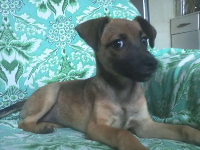 Cachorro ra a RDN idade 2 a 6 meses nome Lilika