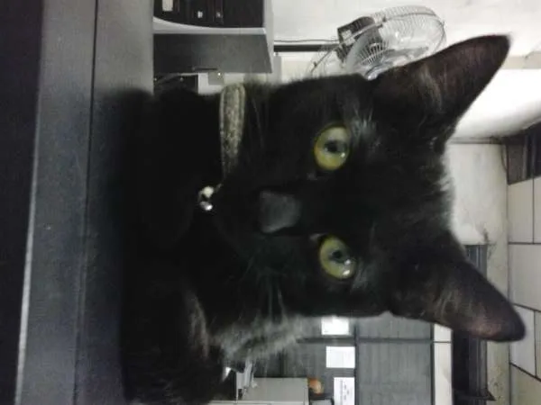 Gato raça  idade 2 a 6 meses nome Nina