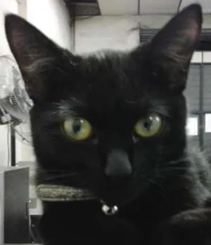 Gato raça  idade 2 a 6 meses nome Nina