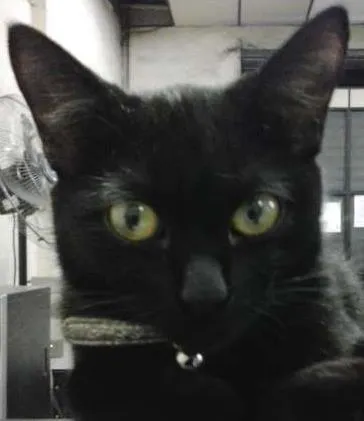 Gato raça  idade 2 a 6 meses nome Nina