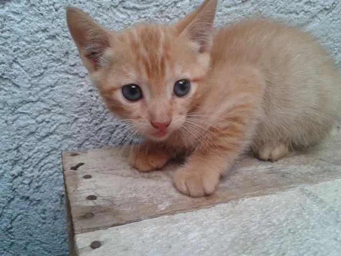 Gato ra a  idade Abaixo de 2 meses nome GATINHO