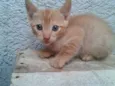 GATINHO