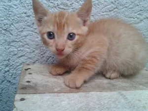 Gato raça  idade Abaixo de 2 meses nome GATINHO