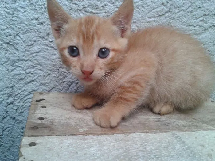 Gato ra a  idade Abaixo de 2 meses nome GATINHO