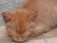 GATINHO