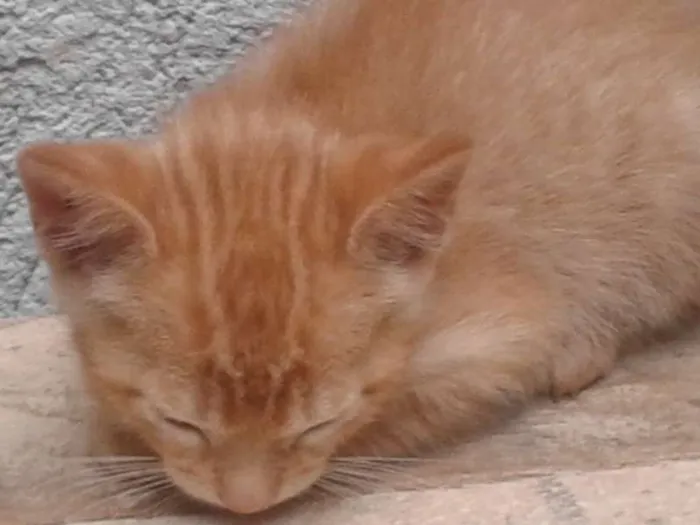 Gato ra a  idade Abaixo de 2 meses nome GATINHO