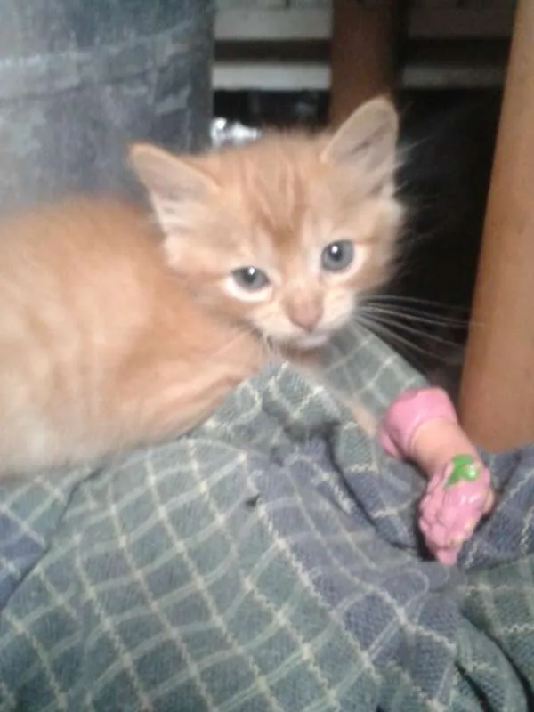 Gato ra a  idade Abaixo de 2 meses nome gatinho