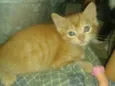 gatinho