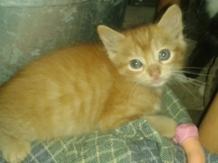 Gato ra a  idade Abaixo de 2 meses nome gatinho