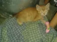 gatinho