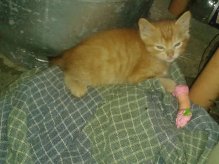 Gato ra a  idade Abaixo de 2 meses nome gatinho