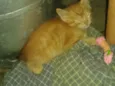 gatinho