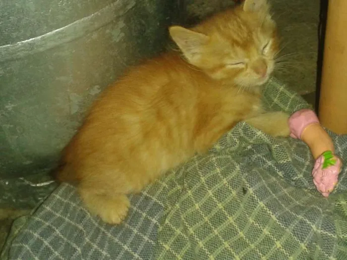 Gato ra a  idade Abaixo de 2 meses nome gatinho