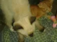 gatinho